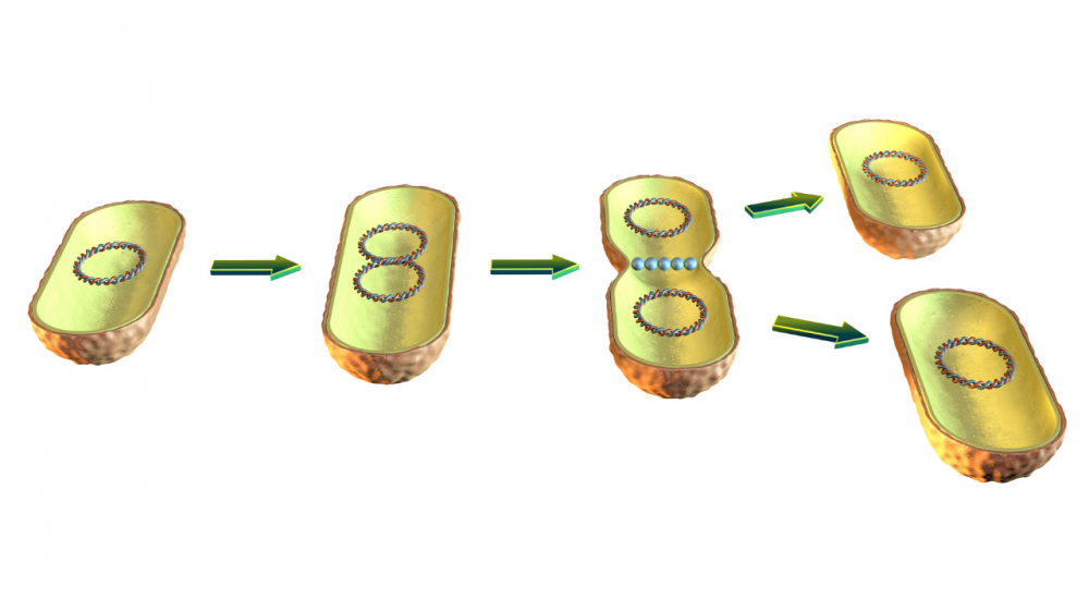 Раздел имущества супругов при разводе